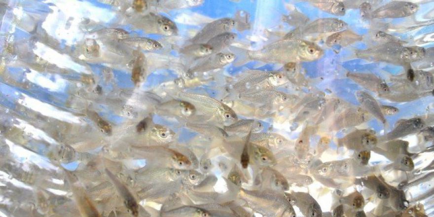 Göletleri Balıklandırma Çalışmaları Sürüyor