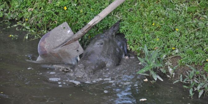 Kars’ta Kesik At Başları Mahalleyi Ayağa Kaldırdı