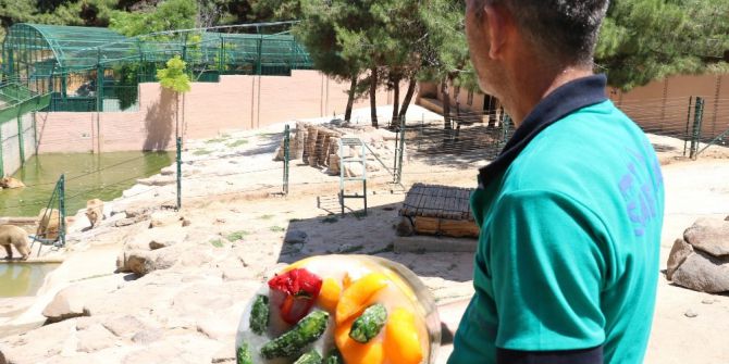 Yırtıcı Hayvanların Meyveli Ve Etli Dondurma Keyfi