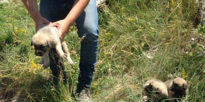 Sulama Kanalına Düşen Yavru Köpekleri Köylüler Kurtardı