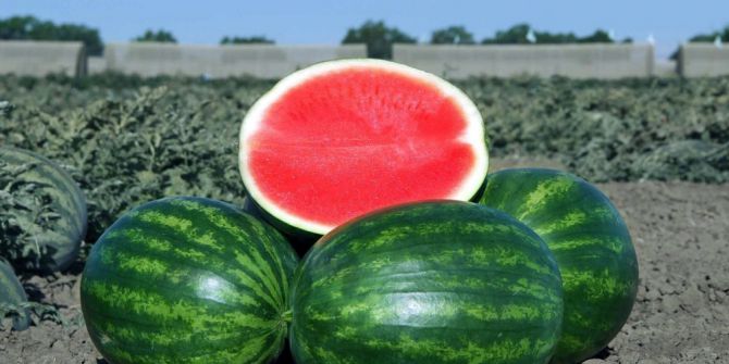 Karpuz Üreticisinin Umudu Sıcaklar