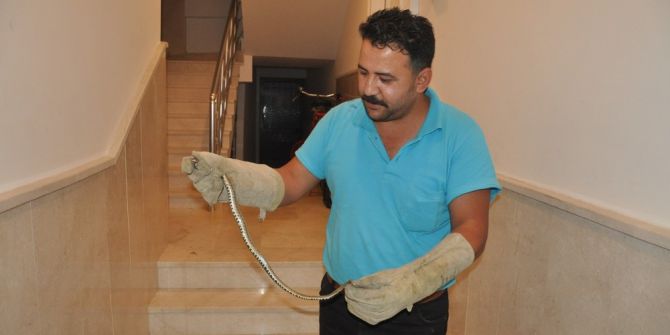 Apartmanda Yılan Paniği