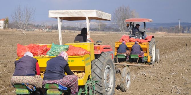 Patates Ve Hububatta Hasat Zamanı