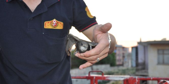 İtfaiye İpe Dolanan Ebabil İçin Seferber Oldu