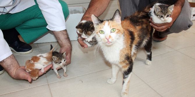 Barınağın Süt Annesi