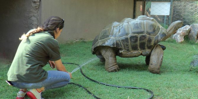 Sıcaktan Bunalan Hayvanları Buzlu Meyve İle Serinletiyorlar