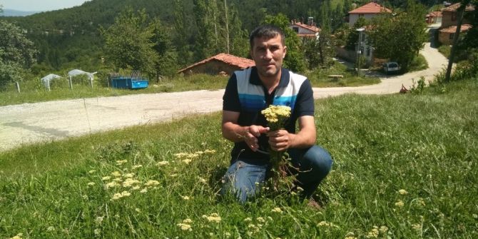 Köylüler Şifa İçin Akbaşlı Otu Topluyorlar