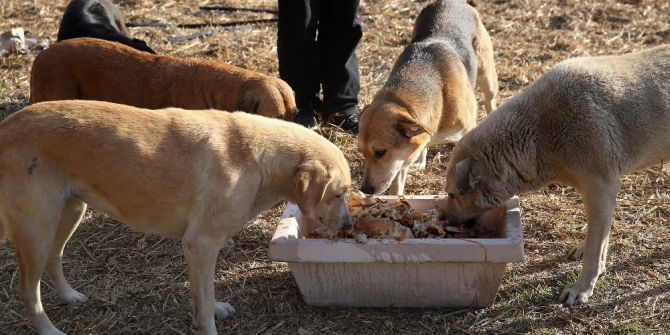 Sokak Hayvanlarına ’Sıcak’ Önlemi