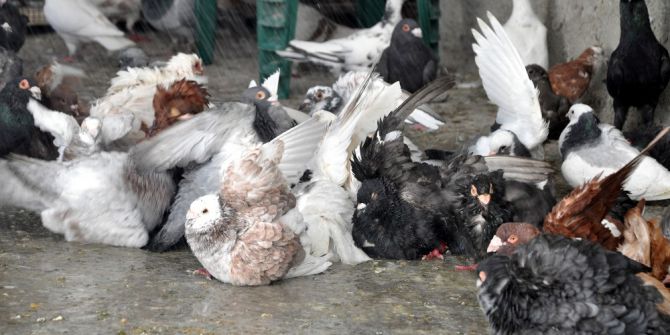 Güvercinler De Sıcaktan Korunmanın Yolunu Buldu