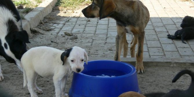 Büyükşehir Sokak Hayvanları İçin Su Kabı Dağıtıyor