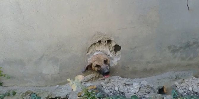 Bir Hafta Kafasındaki Boru İle Yaşayan Köpeğin Yardımına İtfaiye Koştu