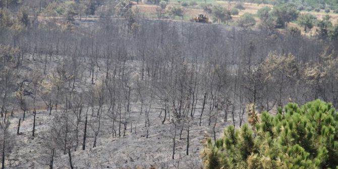Datça’da Yangının Neden Olduğu Zarar Gün Ağarınca Ortaya Çıktı