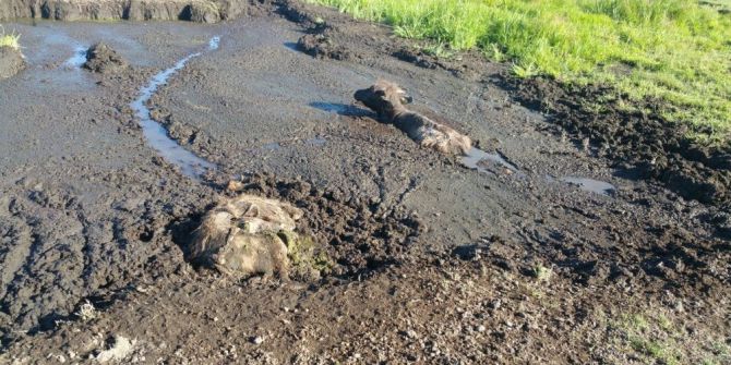Güroymak’ta 3 Manda Yavrusu Bataklıkta Telef Oldu