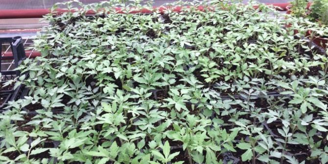 Gölbaşı Belediyesi Vatandaşı Hibrit Tohumdan Kurtarıyor