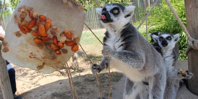 Vahşi Hayvanlara Dondurma Servisi