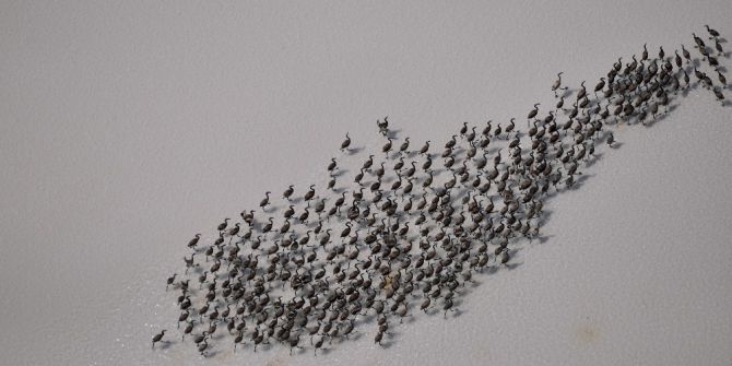 Flamingo Yavruları Tuz Gölü’nde Efsane Yürüyüşlerine Başladı