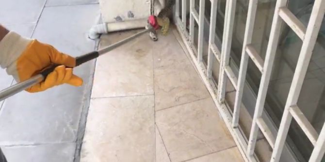 Bu Yılan Şehir Merkezinde Yakalandı