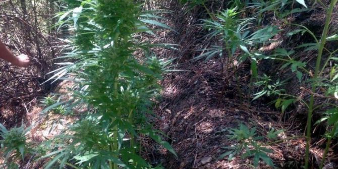 Evinin Bahçesinde Kenevir Yetiştirdi