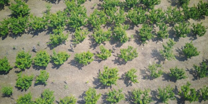 Ormanlık Alandaki Kenevirlere Drone’li Takip