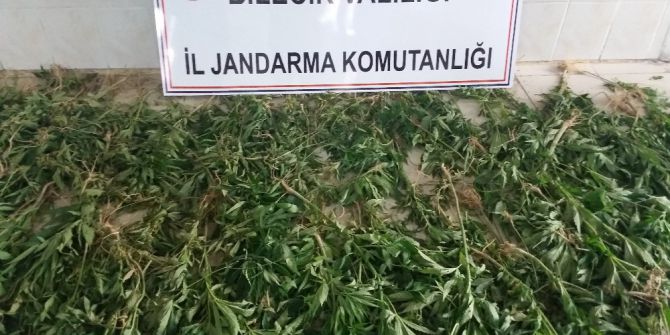 Bilecik’te 2 Bin 172 Kök Kenevir Bitkisi Ele Geçirildi