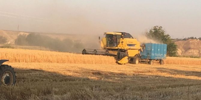 Birecik’te Buğday Hasadı Devam Ediyor