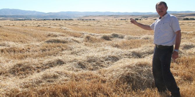 150 Dönüm Tarladan 50 Ton Arpa Çaldılar