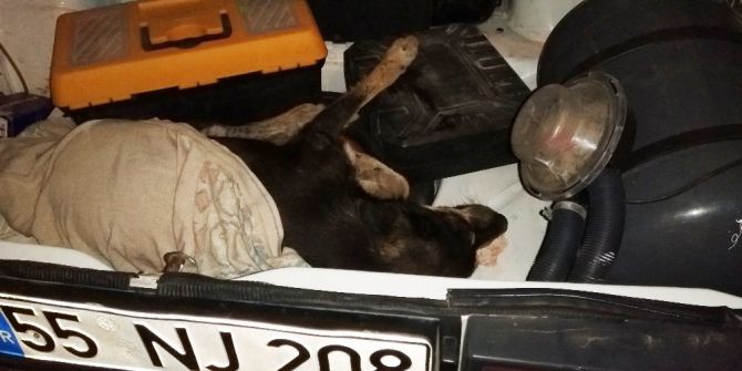 Yaralı Köpeğin İmdadına Hayırsever Yetişti