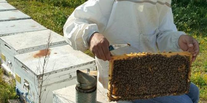 Aşırı Sıcaklara Karşı Arıları Koruyun