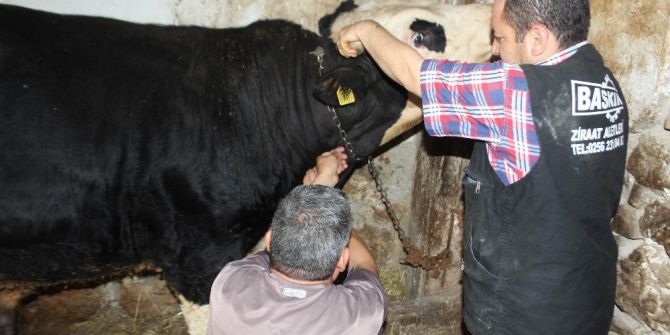 Ani Isı Değişiklikleri Aydın’da Hayvanları Olumsuz Etkiledi