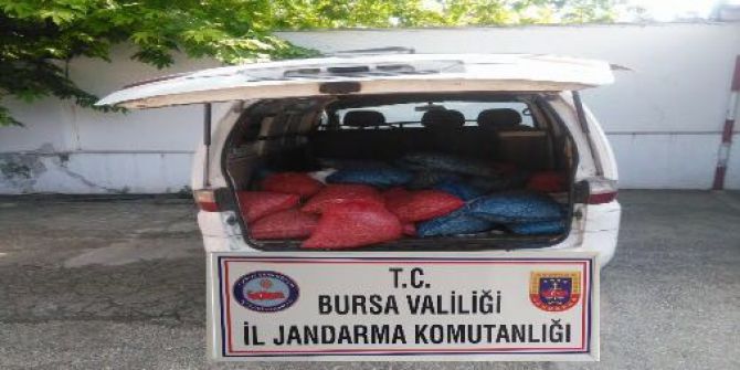 Bursa’da 1 Ton Kaçak Midye Ele Geçirildi