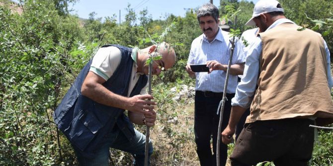 Gaziantep’de Menengiç Ağaçları Antep Fıstığına Dönüşüyor