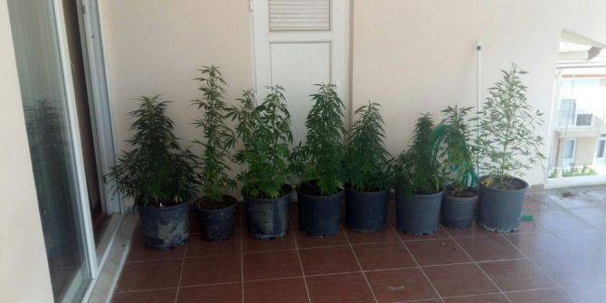 Çiçek Saksısında Kenevir