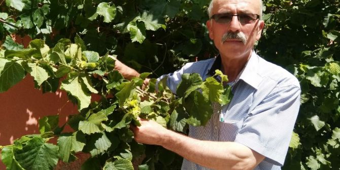 Fındık Ağaçları Yıllar Sonra Meyve Verdi