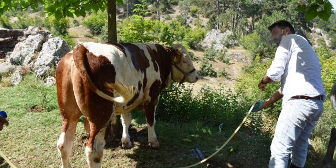 Sıcaktan Strese Giren Hayvanları Su İle Serinletti
