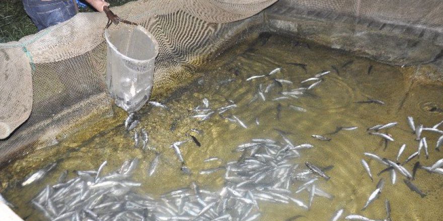Irmağa Su Verilmeyince Binlerce Balık Telef Oldu