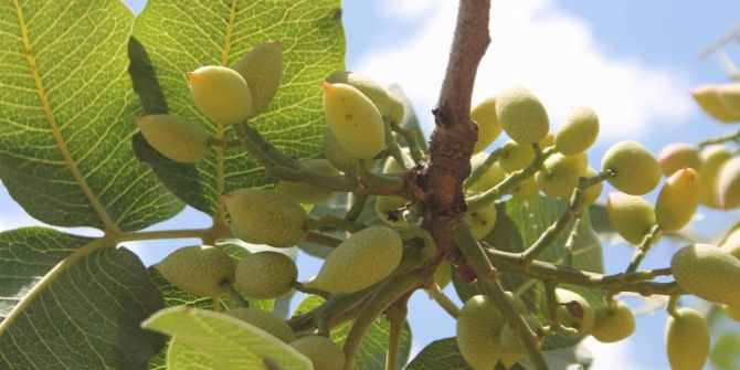 Siirt’te Bahçeler Fıstık Doldu