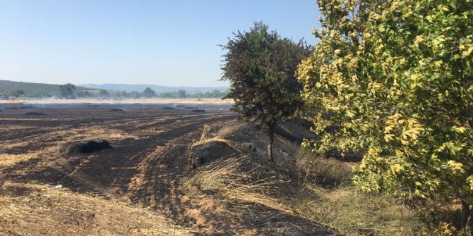 Ezine’de 20 Dönümlük Zirai Alan Yandı