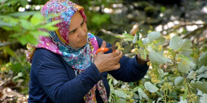 Türkiye’nin En Kaliteli Ihlamuru Karacabey’de