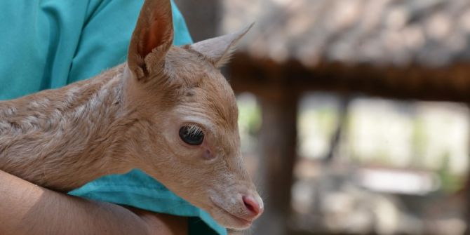 Alageyikler Mersin’de Koruma Altında