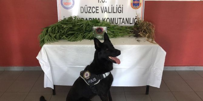 Jandarmadan Uyuşturucuya Geçit Yok