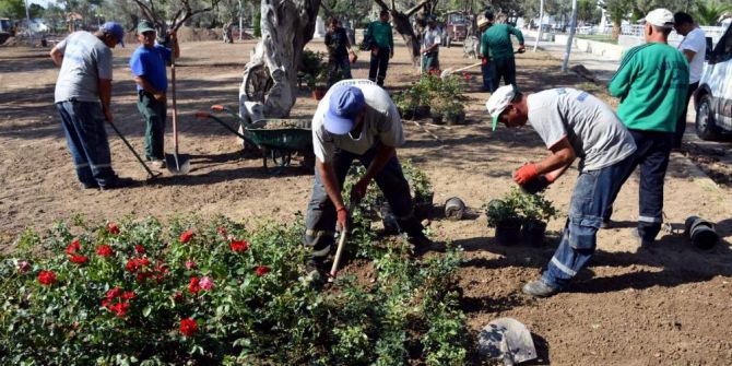Aliğa’da Zeytinli Park Güllerle Donatıldı