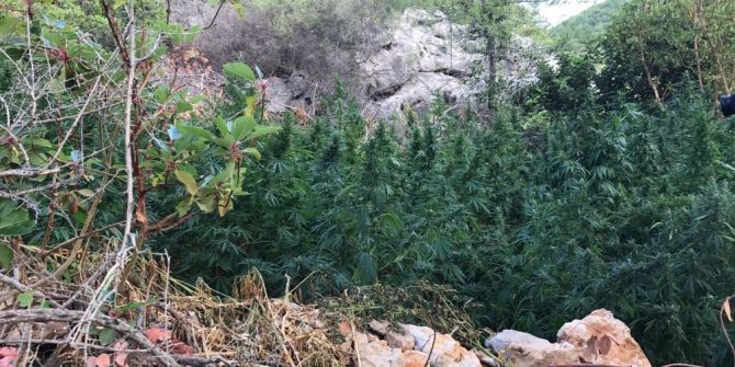 Antalya’da 280 Kök Kenevir Ele Geçirildi