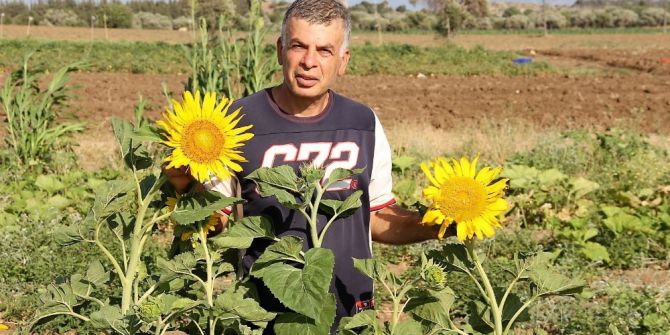 Datça’da İlk Yerel Tohum Hasadı Yapıldı