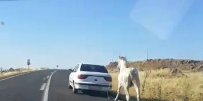 Otomobilin Arkasına Bağlanan Atın Görüntüleri Yürek Sızlattı