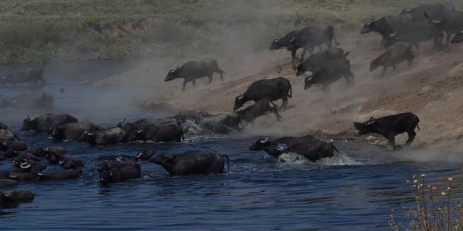 40 Derecede Günün Yarısını Suda Geçiriyorlar