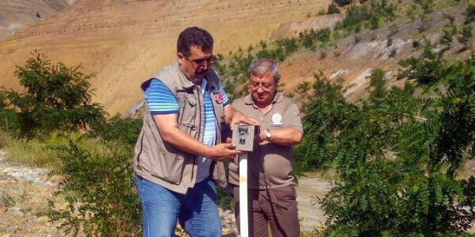 Küre’de Ayılar Gece Vardiyasında Çalışan İşçilerin Korkulu Rüyası Oldu