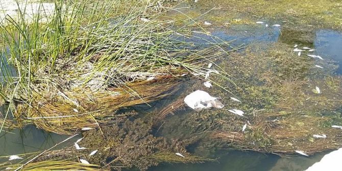 Küfi Çayı’nda Toplu Balık Ölümleri