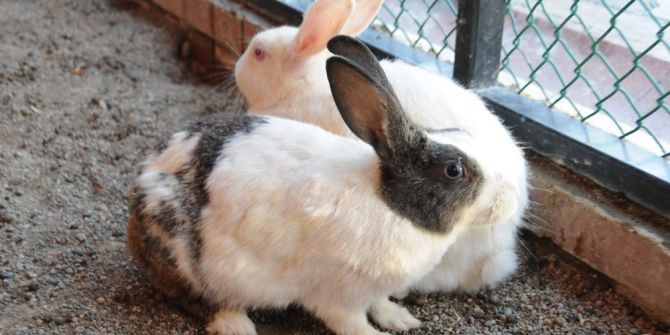 Pursaklar Evcil Hayvanlar Parkı İlgi Odağı Oldu