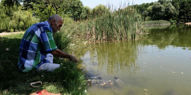 Sıcaktan Bunalan Yüzlerce Kaplumbağayı Ekmekle Besliyor