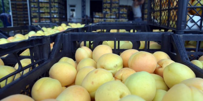 Iğdır Kayısısı Beklenen İlgiyi Görmedi